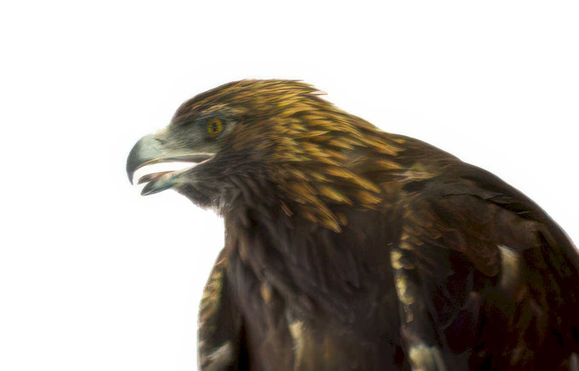 golden eagle headshot Vintage A4 Photo Print