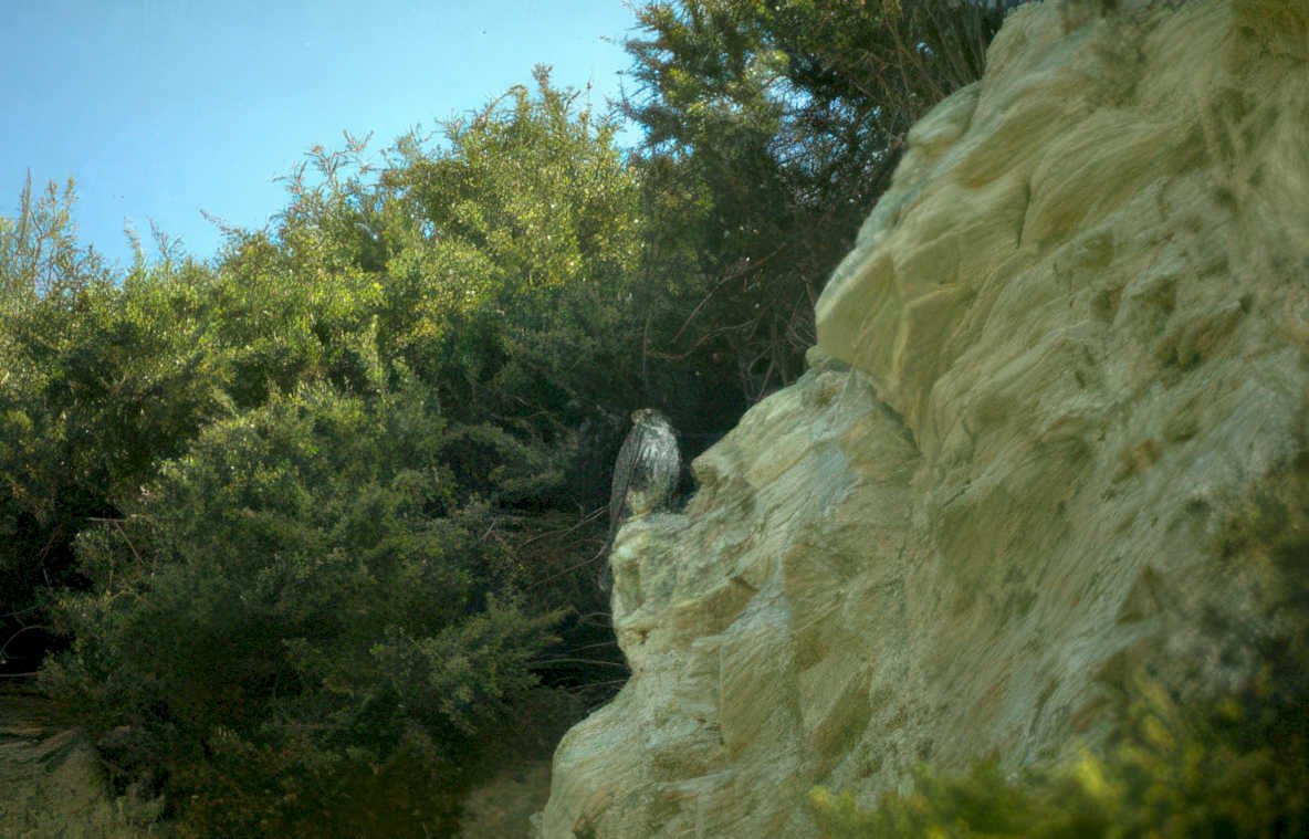golden eagle hillside Vintage A4 Photo Print