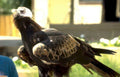 golden eagle mom Vintage A4 Photo Print
