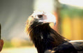 golden eagle portrait 1 GIGA 2