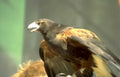 golden eagle portrait 2 GIGA 2