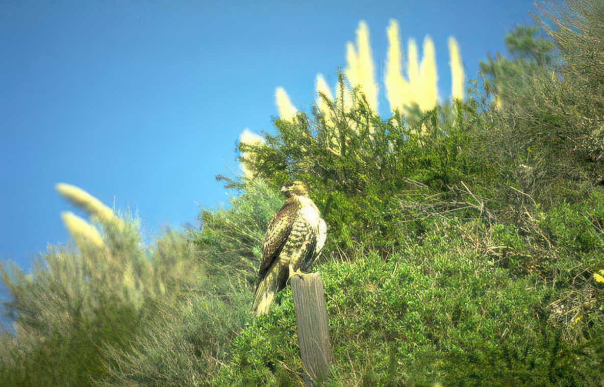 golden eagle trail Vintage A4 Photo Print