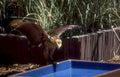 golden eagle trough Vintage A4 Photo Print