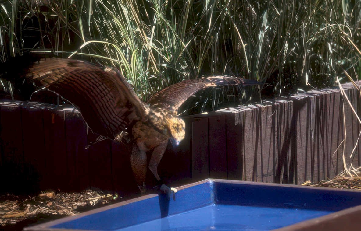 golden eagle trough Vintage A4 Photo Print