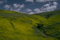 golden fields creek 1980s 1990s A4 Photo Print
