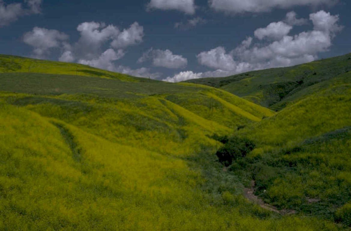 golden fields creek 1980s 1990s A4 Photo Print