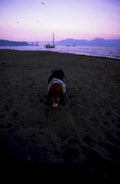 golden gate sunset1980s 1990s A4 Photo Print