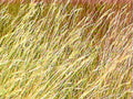 golden grass autumn1980s 1990s A4 Photo Print
