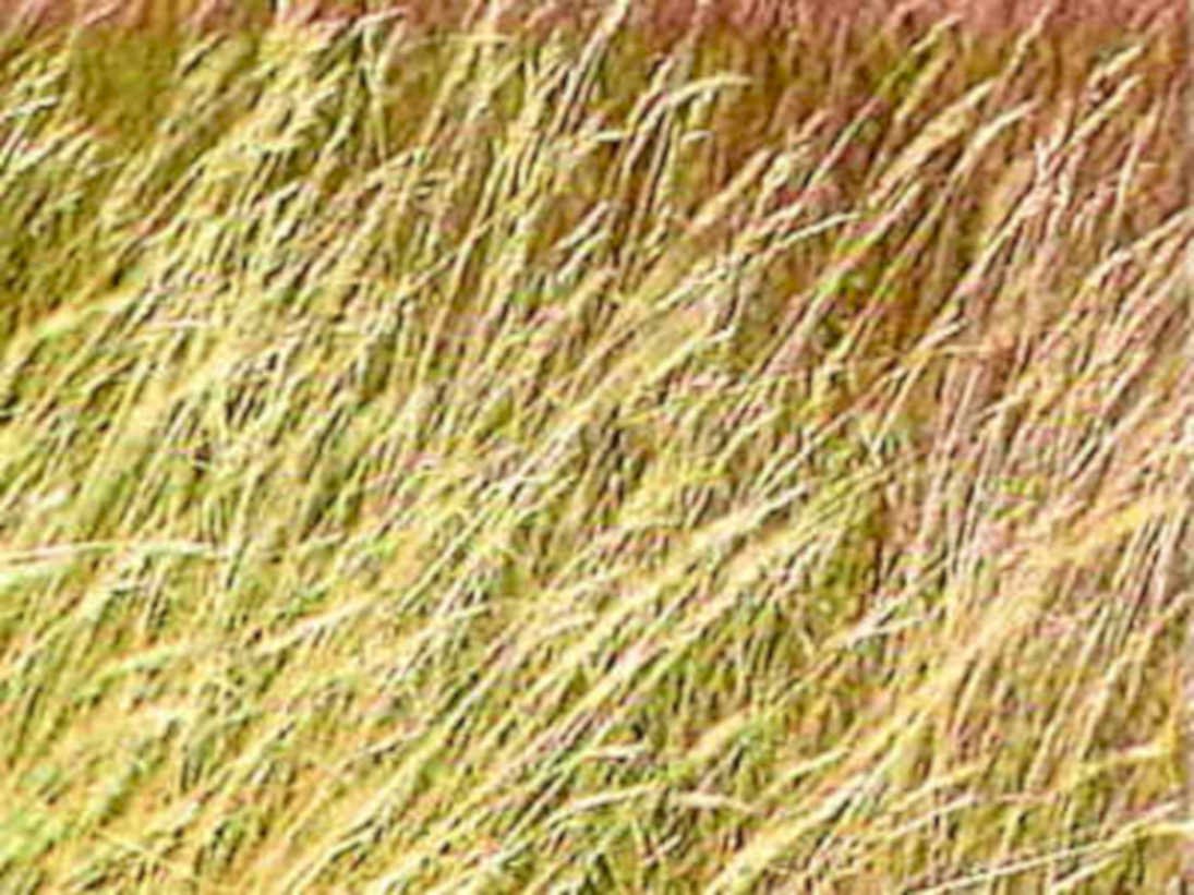golden grass autumn1980s 1990s A4 Photo Print