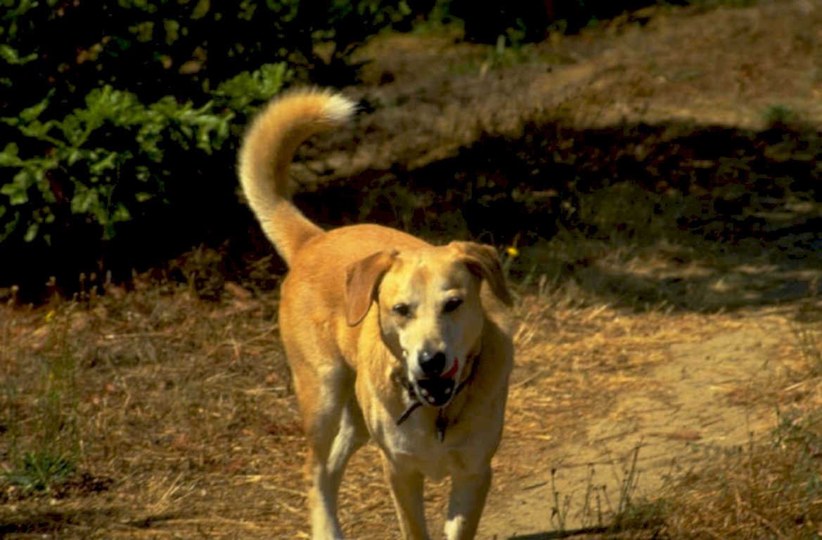 golden labrador outdoors 1980s 1990s A4 Photo Print
