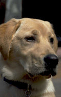 golden labrador portrait 1980s 1990s A4 Photo Print