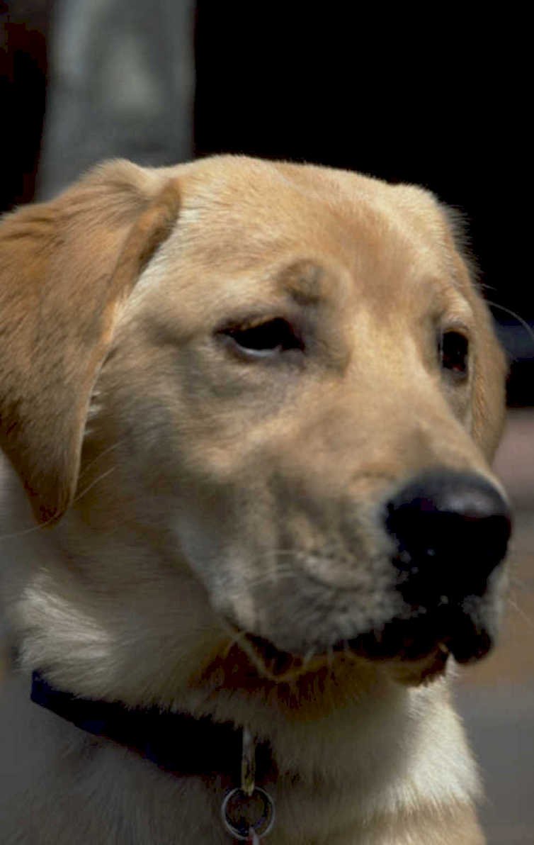 golden labrador portrait 1980s 1990s A4 Photo Print
