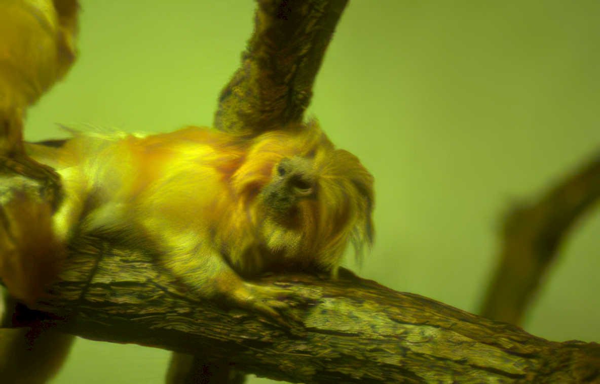 golden lion tamarin 2 Vintage A4 Photo Print