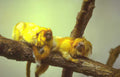 golden mantes monkey Vintage A4 Photo Print