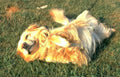 golden retriever grass Vintage A4 Photo Print