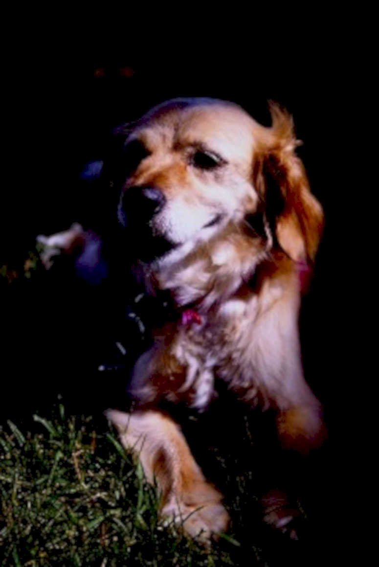 golden retriever grass1980s 1990s A4 Photo Print