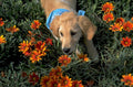 golden retriever marigolds 1980s 1990s A4 Photo Print