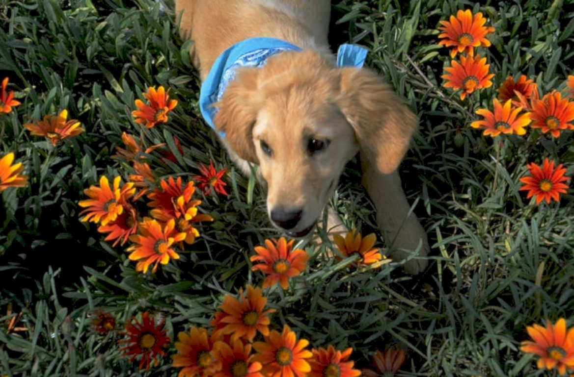 golden retriever marigolds 1980s 1990s A4 Photo Print