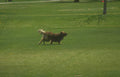 golden retriever park Vintage A4 Photo Print