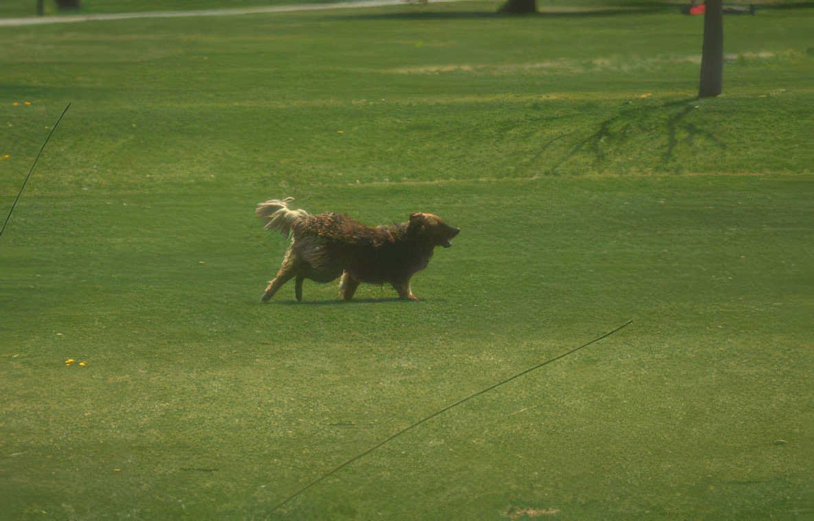 golden retriever park Vintage A4 Photo Print