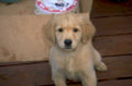 golden retriever puppy 3 1980s 1990s A4 Photo Print