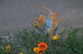 golden retriever puppy 8 1980s 1990s A4 Photo Print