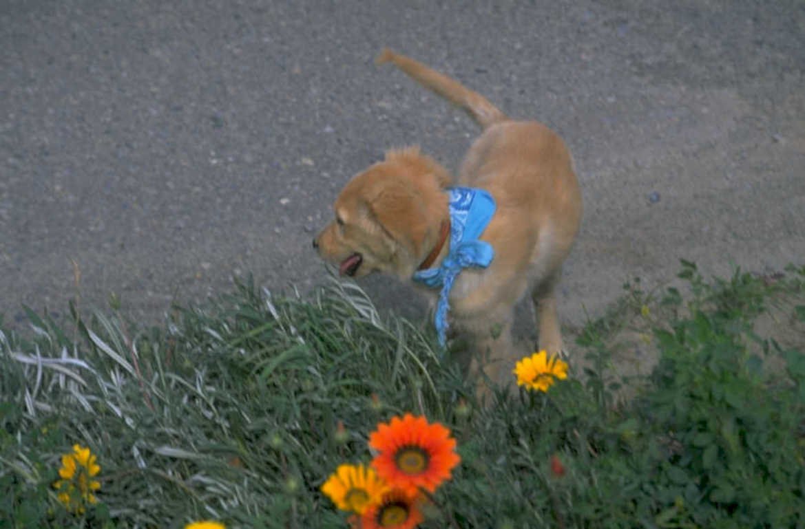 golden retriever puppy 8 1980s 1990s A4 Photo Print