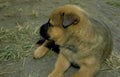 golden retriever puppy GIGA 2