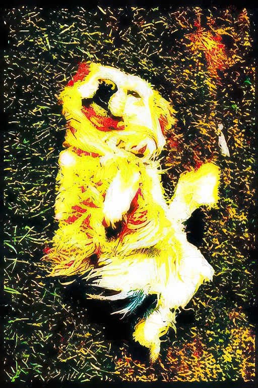 golden retriever puppy Vintage A4 Photo Print
