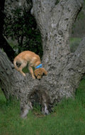 golden retriever tree 1980s 1990s A4 Photo Print