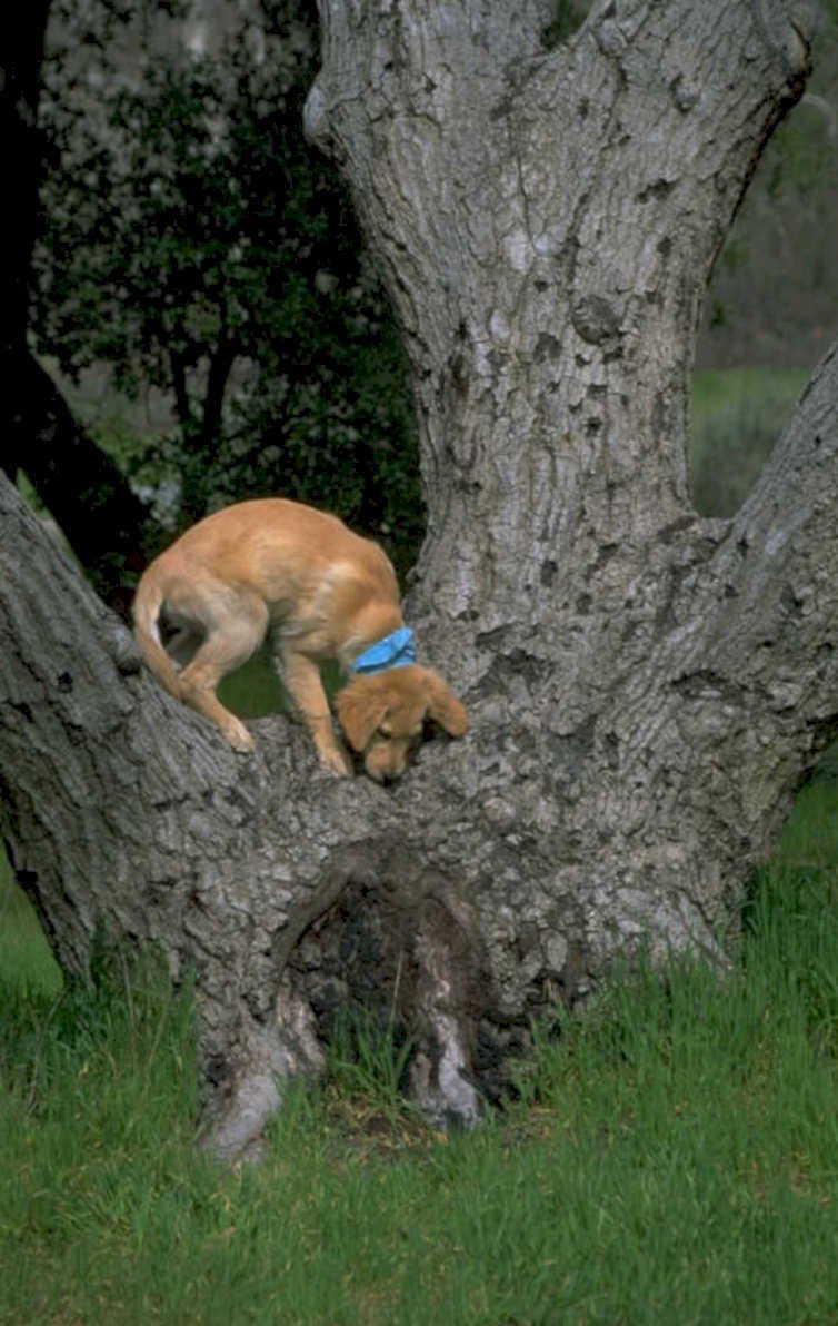 golden retriever tree 1980s 1990s A4 Photo Print