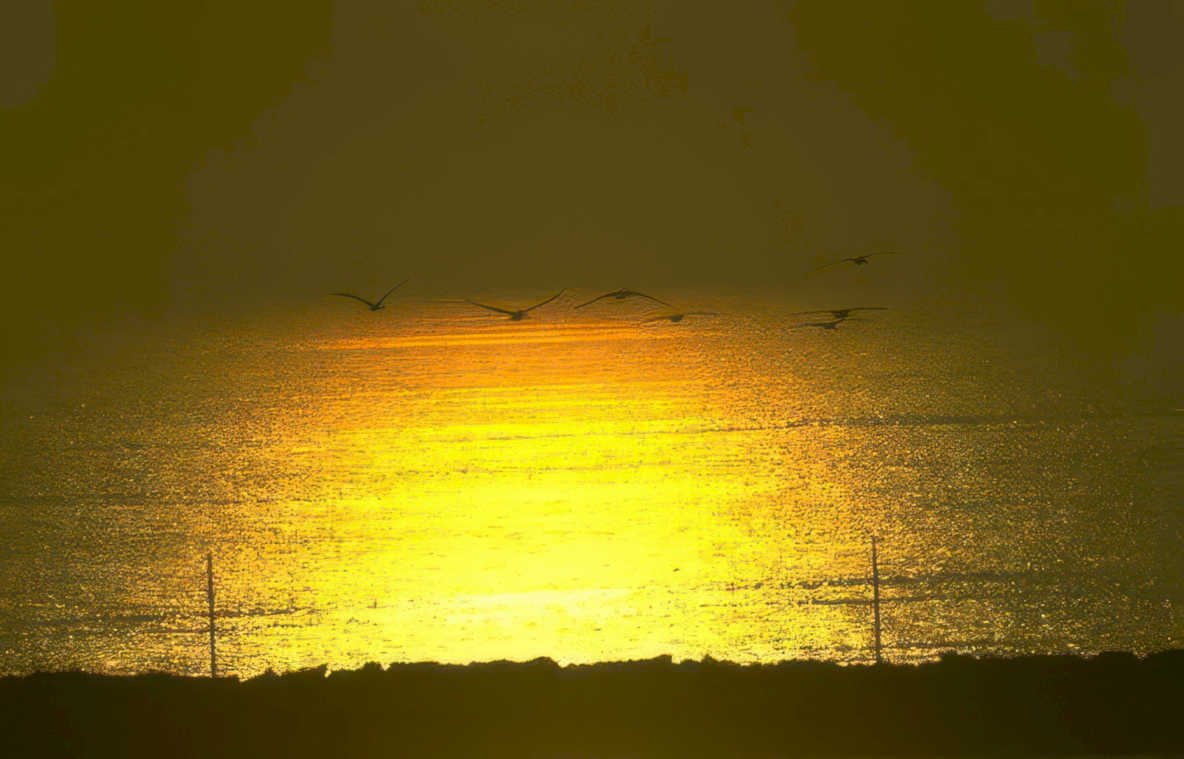 golden seagulls sunset Vintage A4 Photo Print