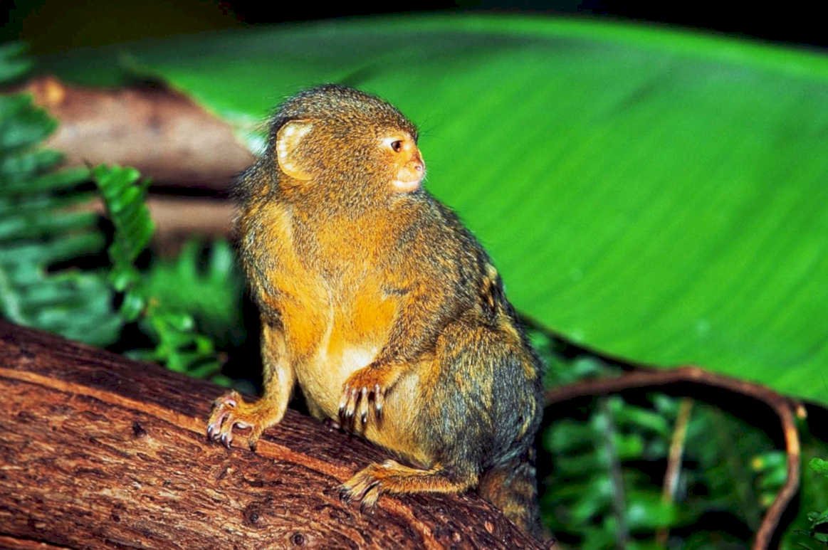 golden woolly monkey1980s 1990s A4 Photo Print