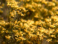 goldenazaleabloom woodland 20241980s 1990s A4 Photo Print