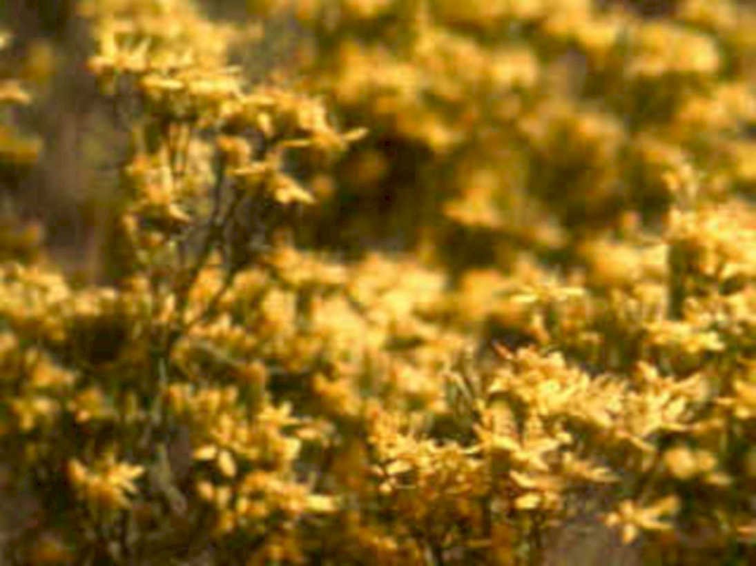 goldenazaleabloom woodland 20241980s 1990s A4 Photo Print