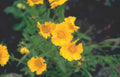 goldeneye flowers bloom Vintage A4 Photo Print