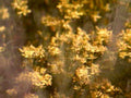 goldenrod clusters bloom1980s 1990s A4 Photo Print