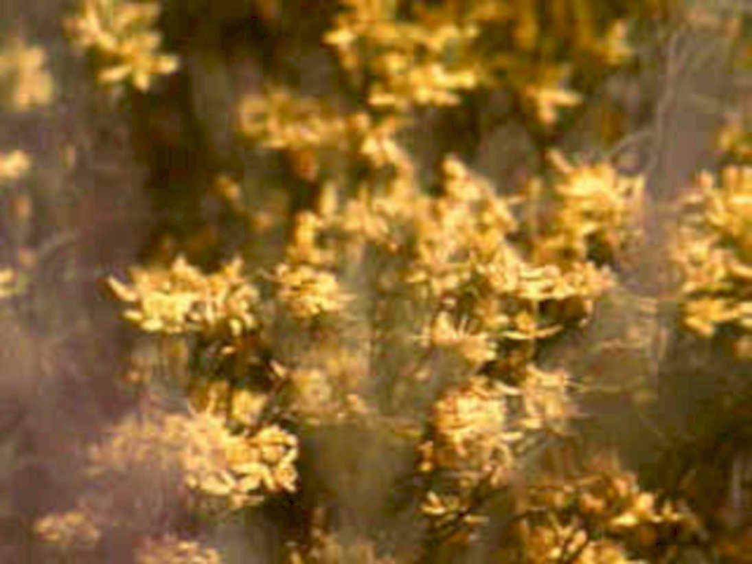 goldenrod clusters bloom1980s 1990s A4 Photo Print