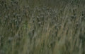 goldenrod grass field Vintage A4 Photo Print