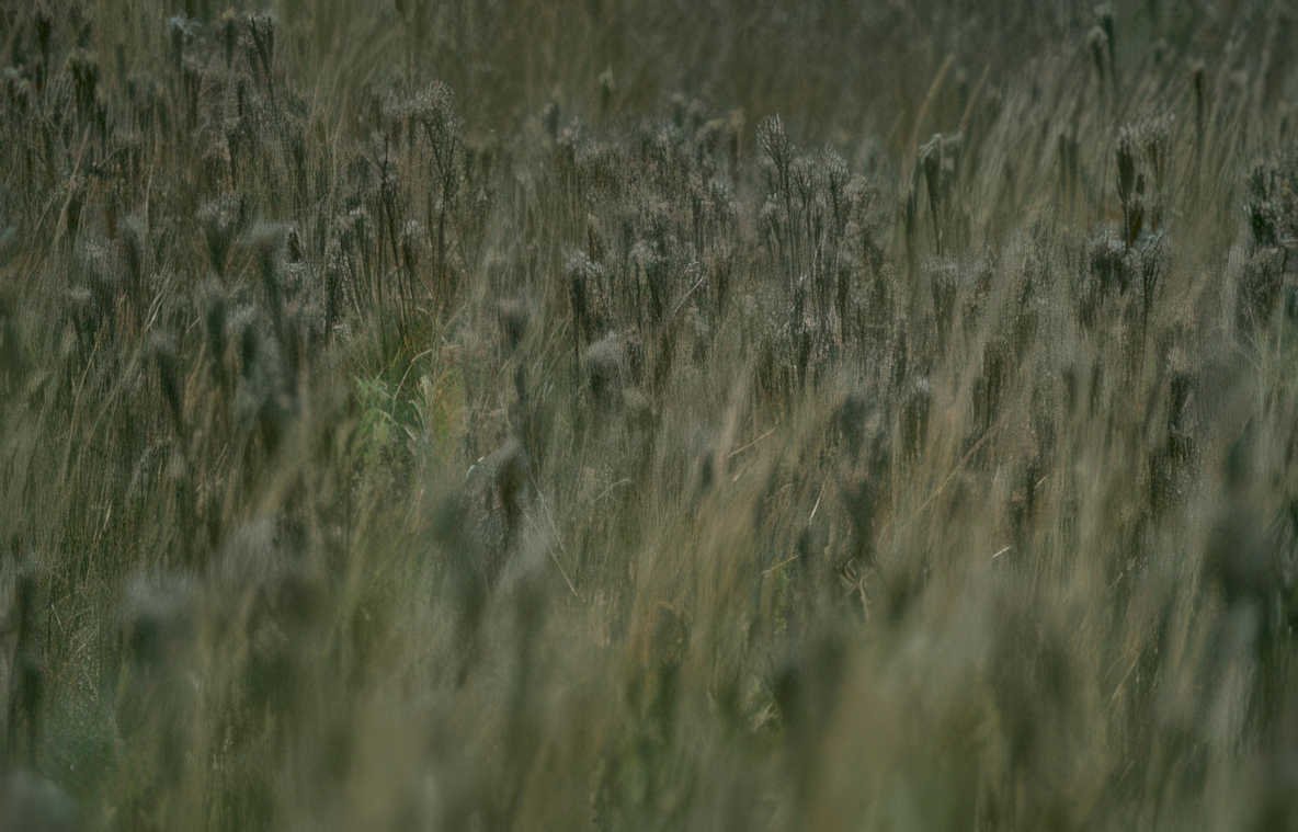 goldenrod grass field Vintage A4 Photo Print
