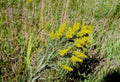 goldenrod grass flower1980s 1990s A4 Photo Print