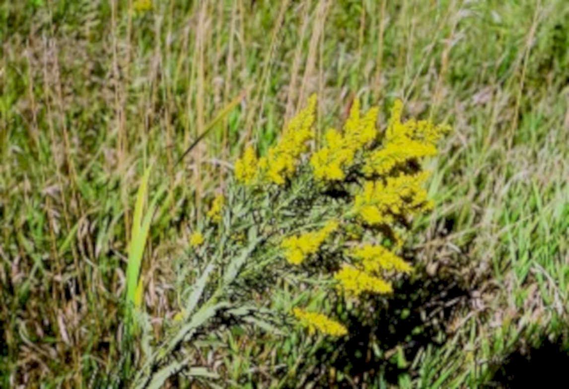 goldenrod grass flower1980s 1990s A4 Photo Print