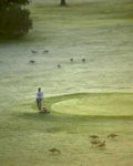 golf course maintenance1980s 1990s A4 Photo Print 42