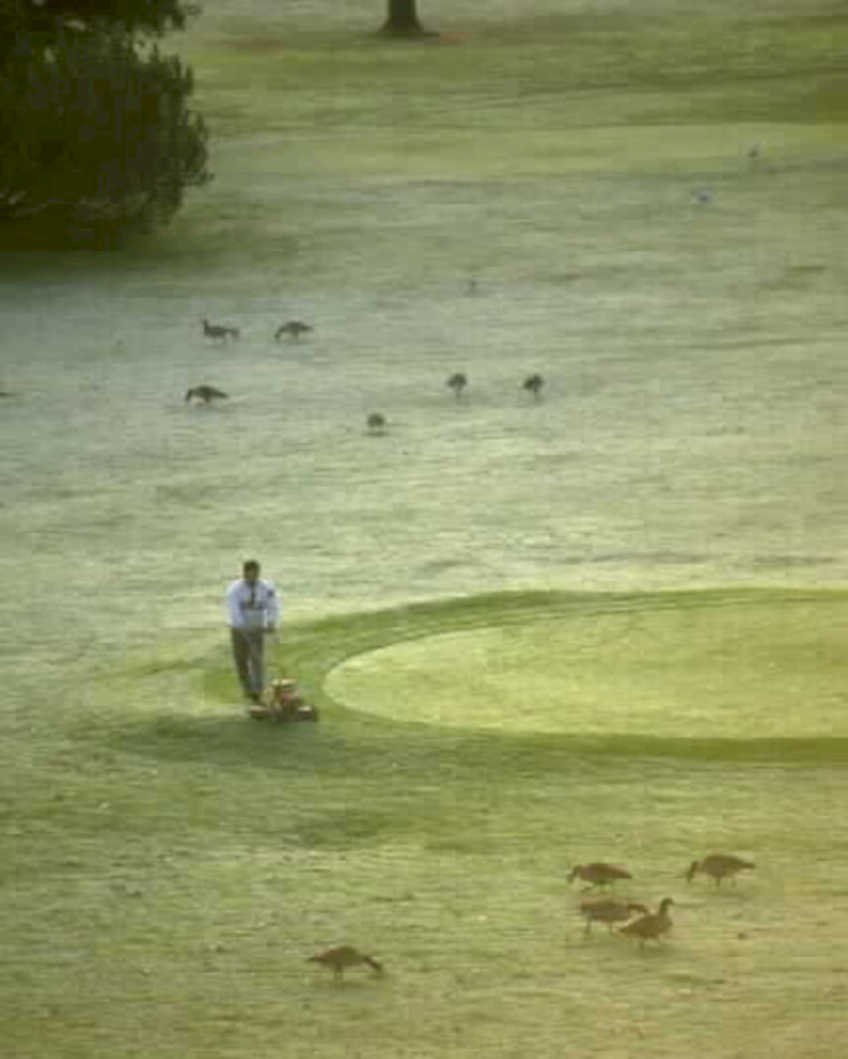 golf course maintenance1980s 1990s A4 Photo Print