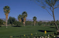 golf course palm 3 1980s 1990s A4 Photo Print