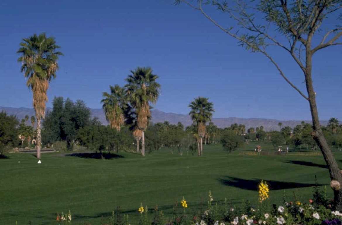 golf course palm 3 1980s 1990s A4 Photo Print
