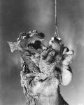 gorgo 04 film star poster A4 Photo Print