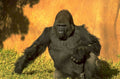 gorilla branch zoo 1980s 1990s A4 Photo Print