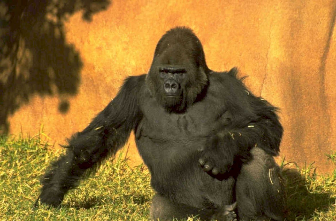 gorilla branch zoo 1980s 1990s A4 Photo Print