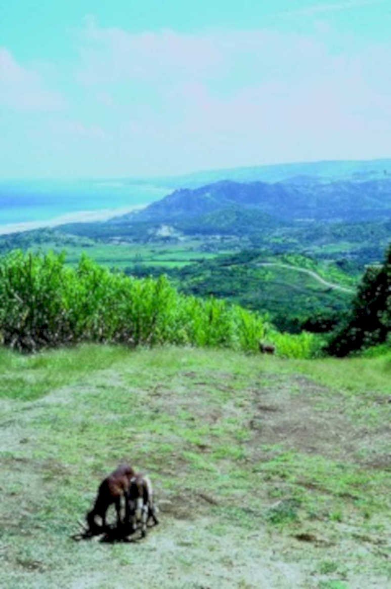 gorilla landscape kinamba1980s 1990s A4 Photo Print